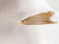 Coleophora siccifolia